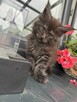 Ares kocurek Maine Coon - 8