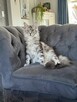 Ares kocurek Maine Coon - 7