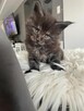 Ares kocurek Maine Coon - 2
