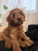 Piękny piesek Cavapoo - 2