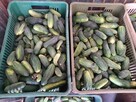 Ogórki z własnych przydomowych upraw! Pyszne! 4zl/kg! - 3