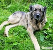 MATYLDA - piękna sunia w typie kaukaza szuka dobrego domu - 3
