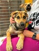 Kiwi - 6 miesięczna sunia SZCZENIAK szuka domu! - 2