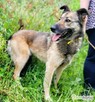 DEJZI - kochana sunia, po śmierci opiekuna trafiła za kraty. - 3