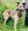 BOGUŚ - piękny i mądry psiak szuka super domu - 2