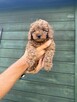Piękny piesek Cavapoo - 2