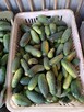 Ogórki z własnych przydomowych upraw! Pyszne! 4zl/kg! - 2