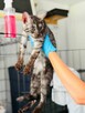 Pilne!! Piękny ok 4 mc Sfiksik czeka na adopcję Celestynów - 7