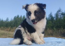Prześliczna Suczka BORDER COLLIE - pełna dok. super rodzice - 5