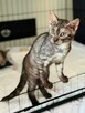 Pilne!! Piękny ok 4 mc Sfiksik czeka na adopcję Celestynów - 2