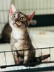 Pilne!! Piękny ok 4 mc Sfiksik czeka na adopcję Celestynów - 4