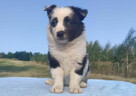 Prześliczna Suczka BORDER COLLIE - pełna dok. super rodzice - 2