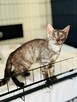 Pilne!! Piękny ok 4 mc Sfiksik czeka na adopcję Celestynów - 6