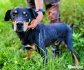 FIGARO - niewidomy psiak za kratami schroniska, ADOPTUJ! - 3