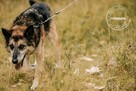 Czy Rex zdąży jeszcze znaleźć dom? - 7