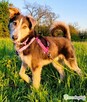 POKER - super psiak poleca się do adopcji - 2