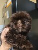 S H I H TZU - 2