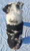 Prześliczna Suczka BORDER COLLIE - pełna dok. super rodzice - 4