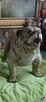 figura BULDOG ANGIELSKI XXL z żywicy wysokośc 74 z glowa 56c - 6