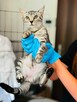 Satyna ok 4 msc wyjatkowa kicia czeka na Ciebie Celestynów - 3