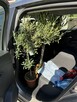 Volkswagen Golf Plus Match 1,6 TDI 105ps ŁADNY  opłacony pełna opcja - 6