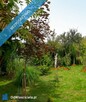 Odstąpię prawo do użytkowania działki ogrodowej o pow.294 m2 na obszarze ROD SAHARA - 1