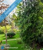 Odstąpię prawo do użytkowania działki ogrodowej o pow.294 m2 na obszarze ROD SAHARA - 2
