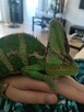 Randka - kameleon jemeński (skojarzenie) - 2