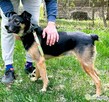 ATOS - od 5 lat czeka na ten jedyny dom, ADOPTUJ