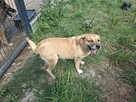 Cudowna Sunia kochająca ludzi i świat czeka na wymarzony dom - 14