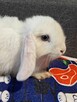 Baranki mini lop niebieskie - 5