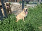 Kochana proludzka sunia poleca się do adopcji - 13