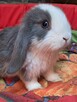 Baranki mini lop - 9