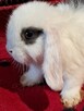 Baranki mini lop niebieskie - 3