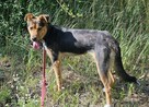 Roczna psia przylepka Gama - 8