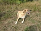 Kochana proludzka sunia poleca się do adopcji - 12
