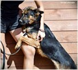 Zoja – wspaniała sunia w typie ON od 3 lat w schronisku - 7