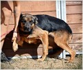 Zoja – wspaniała sunia w typie ON od 3 lat w schronisku - 8