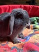 Baranki mini lop