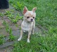 Chihuahua śliczna kremowo biała suczka - 5