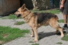 Lupo - 4