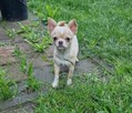 Chihuahua śliczna kremowo biała suczka - 4