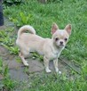 Chihuahua śliczna kremowo biała suczka - 3