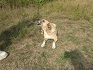 Kochana proludzka sunia poleca się do adopcji - 14