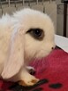 Baranki mini lop niebieskie - 6
