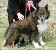 ERWIN - piękny psiak w typie border collie szuka domu - 3