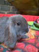Baranki mini lop - 5