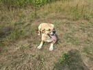 Kochana proludzka sunia poleca się do adopcji - 2