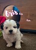 Shih-Tzu zachodniopomorskie - 4