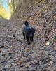 Fado poleca się do adopcji na zawsze - 3